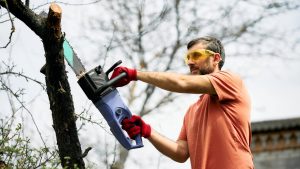 baumfällung Rückschnitt von Obstbäumen und Baumpflegearbeiten in Niederösterreich