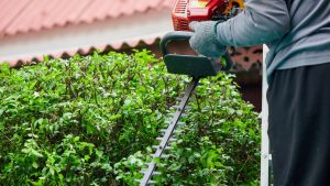 heckenschneiden Fachgerechter Form- und Heckenschnitt im Garten für Sichtschutz