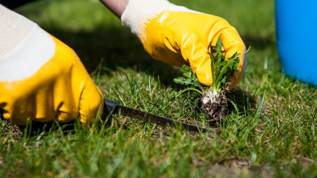 unkrautjäten Gründliche Unkrautentfernung und Pflege von Blumenbeeten