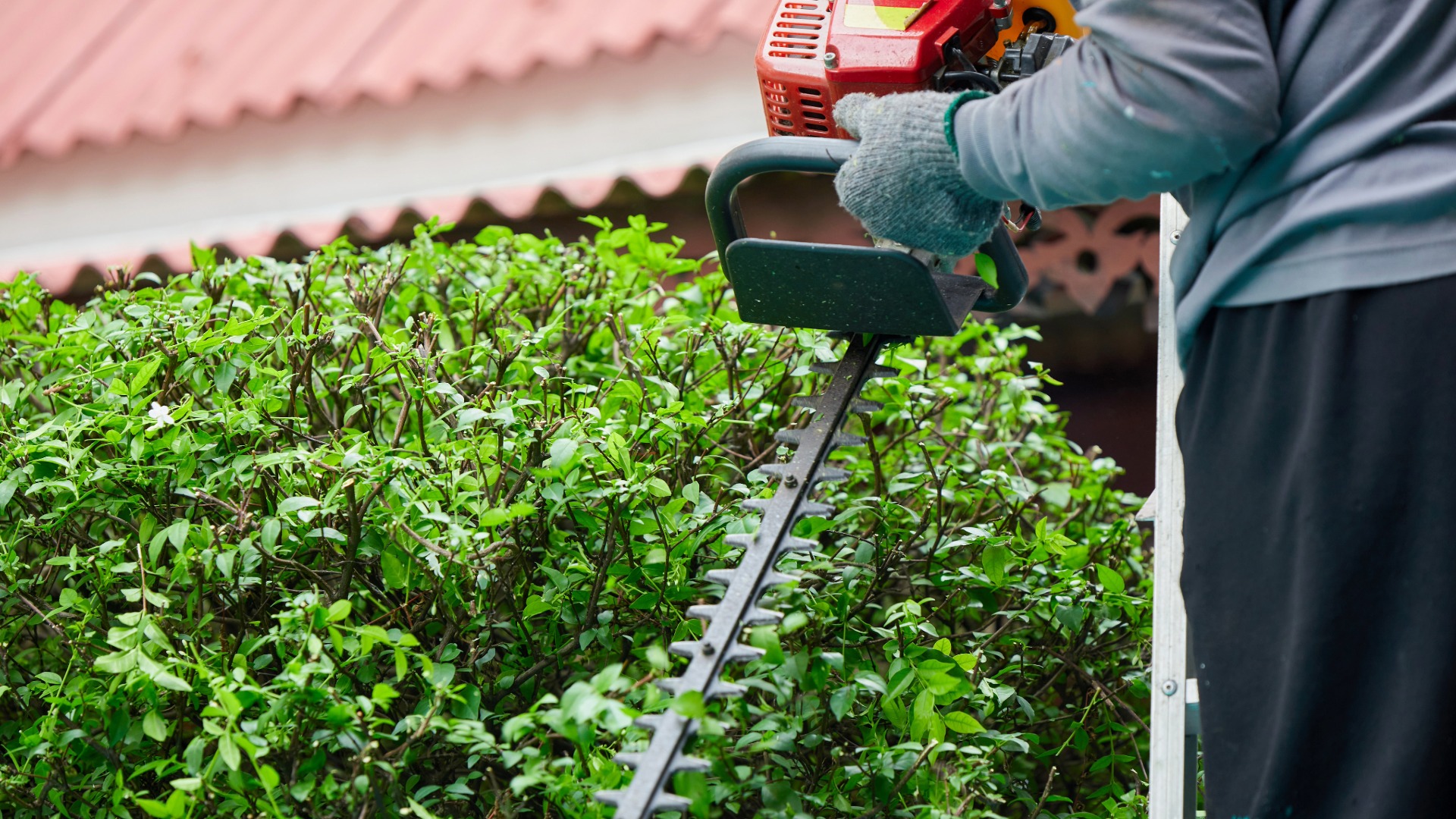 Hecke wird mit einer Heckenschere fachgerecht in Form geschnitten